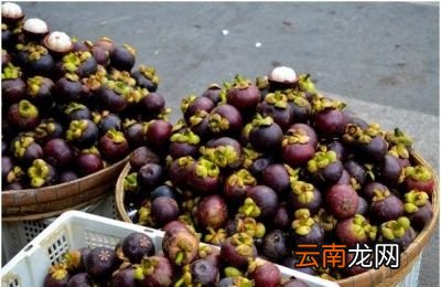 山竹种子能种出来吗