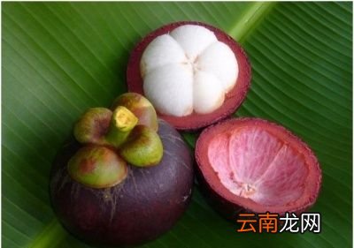 山竹种子能种出来吗