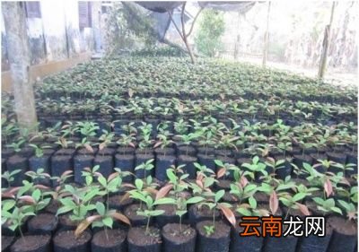 山竹种子能种出来吗