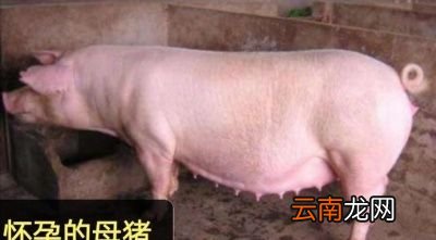 怎样使用火碱给母猪的圈舍消毒杀菌