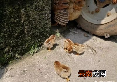 鸡蛋识别公母有什么好处