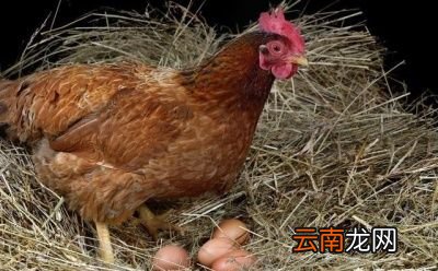 鸡蛋识别公母有什么好处
