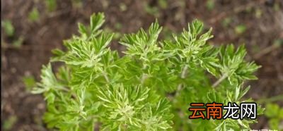 艾草煮水给猪喝有什么功效
