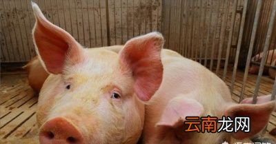 艾草煮水给猪喝有什么功效