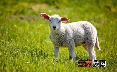 怎么煮羊肉比较好