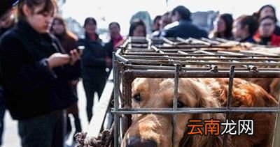 狗肉有什么好处