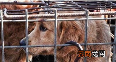 狗肉有什么好处