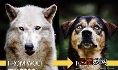 狗肉有什么好处