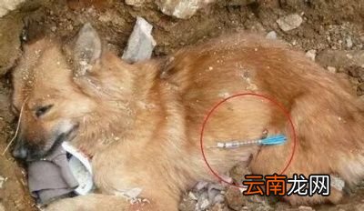 狗肉好吃在哪里
