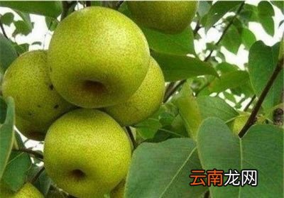炖梨买什么样的梨