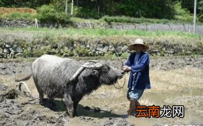 立夏倒底是下雨好还是不下雨好