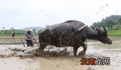 “立夏不下雨犁耙高挂起”何解