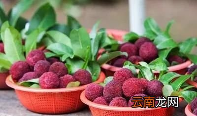 刚摘下的杨梅为什么会有虫