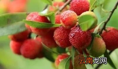 刚摘下的杨梅为什么会有虫