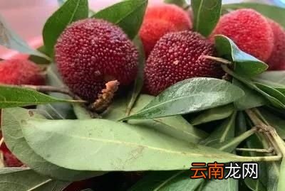 刚摘下的杨梅为什么会有虫