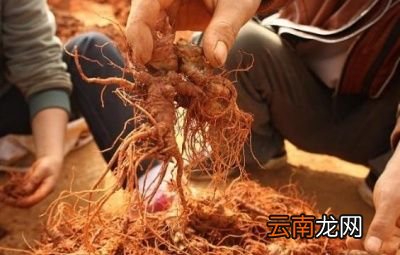 三七根炖鸡真的能吃吗怎样吃三七才科学
