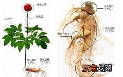 三七根炖鸡真的能吃吗怎样吃三七才科学