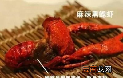 小龙虾是虫子吗
