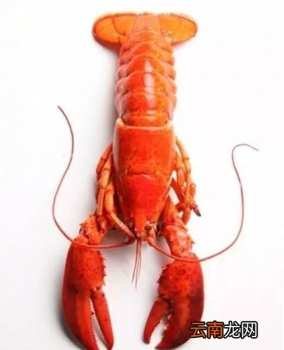 小龙虾是虫子吗