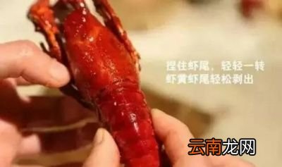 小龙虾是虫子吗