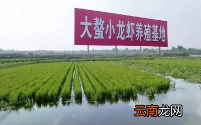 小龙虾是虫子吗
