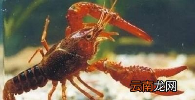 小龙虾是虫子吗
