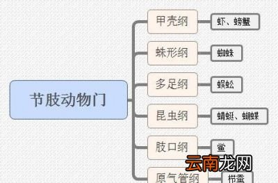 小龙虾是虫子吗