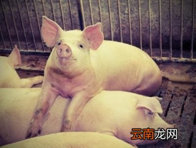 长期不吃主食人会变得怎么样
