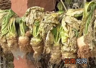 大头菜的腌制方法