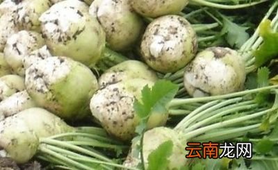 芥菜疙瘩腌制方法