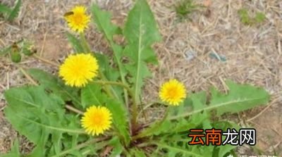 蒲公英做菜吃有什么好处