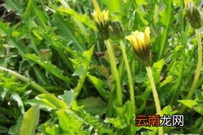 蒲公英做菜吃有什么好处