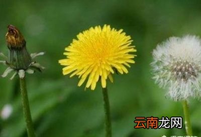 蒲公英做菜吃有什么好处