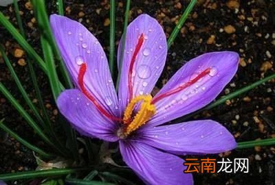 藏红花的功效与作用