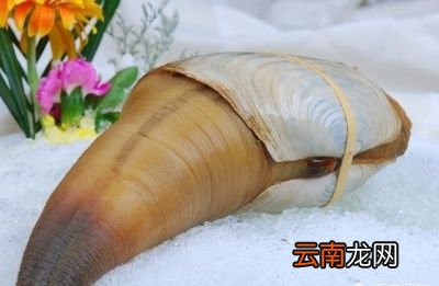 但是象拔蚌真的补肾壮阳吗