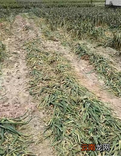 怎么样才能减少或者避免出现大蒜头被晒绿呢