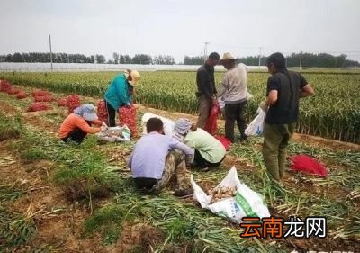 大蒜晒绿了咋办能变回来吗