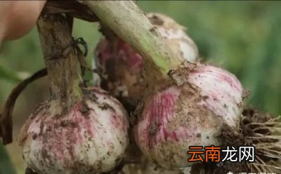 大蒜晒绿了咋办能变回来吗