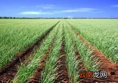 大蒜晒绿了咋办能变回来吗