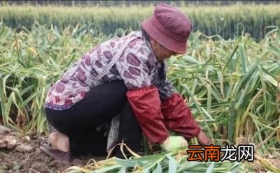 大蒜晒绿了咋办能变回来吗