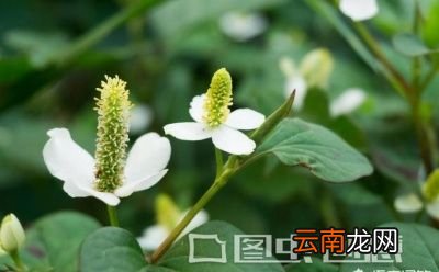 最后一个问题折耳根怎么储存起来长期吃呢