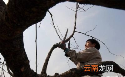 如何确定果树的修剪最佳时间呢
