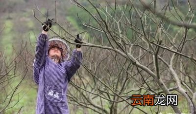 如何确定果树的修剪最佳时间呢