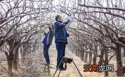 如何确定果树的修剪最佳时间呢