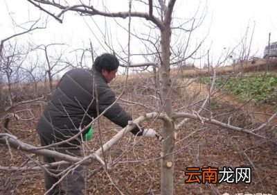 如何确定果树的修剪最佳时间呢