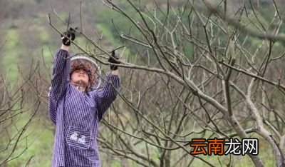何时冬剪效果最佳