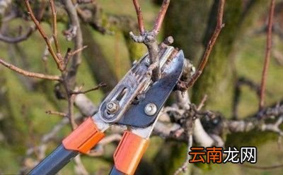 何时冬剪效果最佳