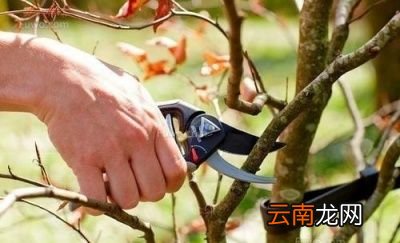 何时冬剪效果最佳