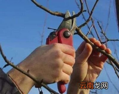 何时冬剪效果最佳