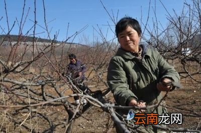 果树冬剪的好处